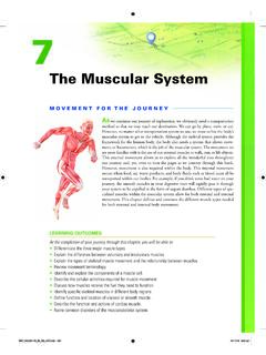 the Muscular System - Pearson