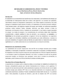 METABOLISMO DE CARBOHIDRATOS, L&#205;PIDOS Y …