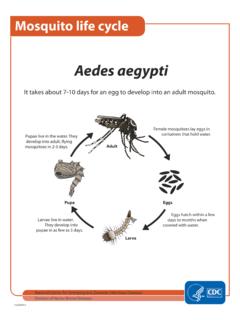 Life cycle: the mosquito