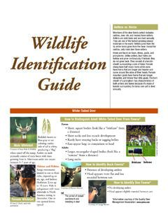 Wildlife Identification Guide - Kalkomey