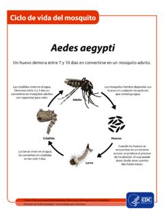 Ciclo de vida: el mosquito