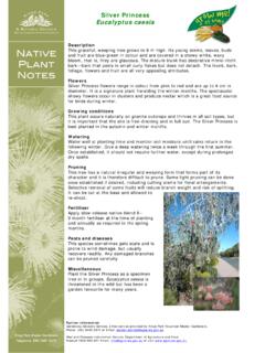 Silver Princess Eucalyptus caesia - Botanic Gardens and ...