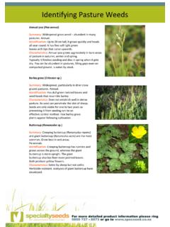 Identifying Pasture Weeds - Specialty Seeds 2017