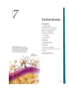 Carbohidratos - Rafael Land&#237;var University