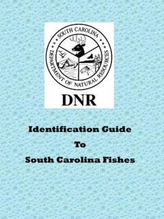 Identification Guide To South Carolina Fishes