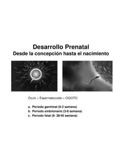 Desarrollo Prenatal - UCM